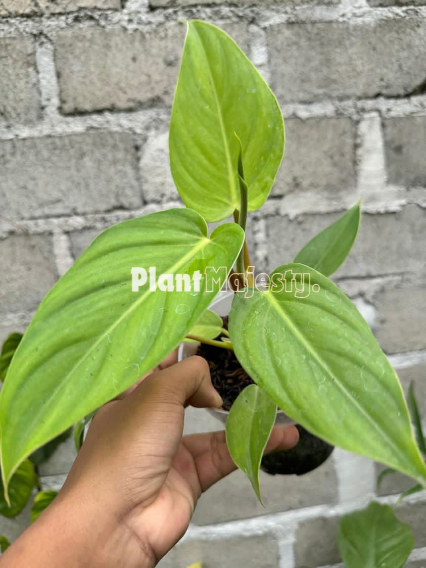Philodendron Orange Juice x Philodendron Plowmanii