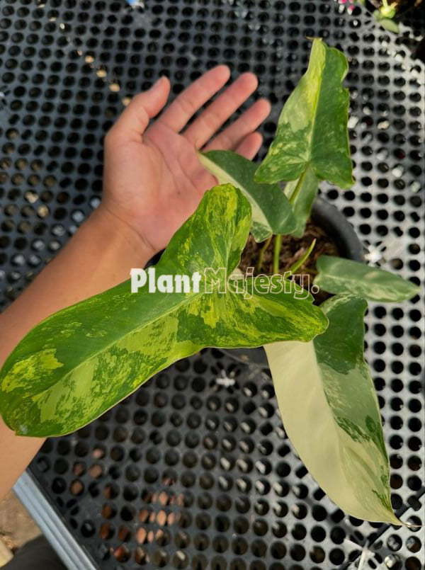 Philodendron Paradise Beauty Variegated Large
