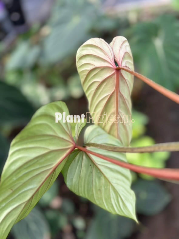 Philodendron Plowmani Black Face