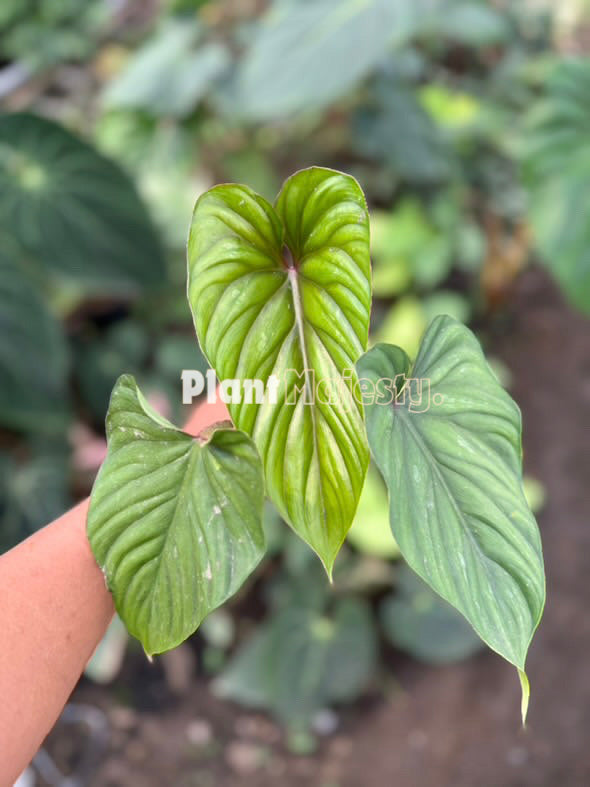 Philodendron Plowmani Black Face