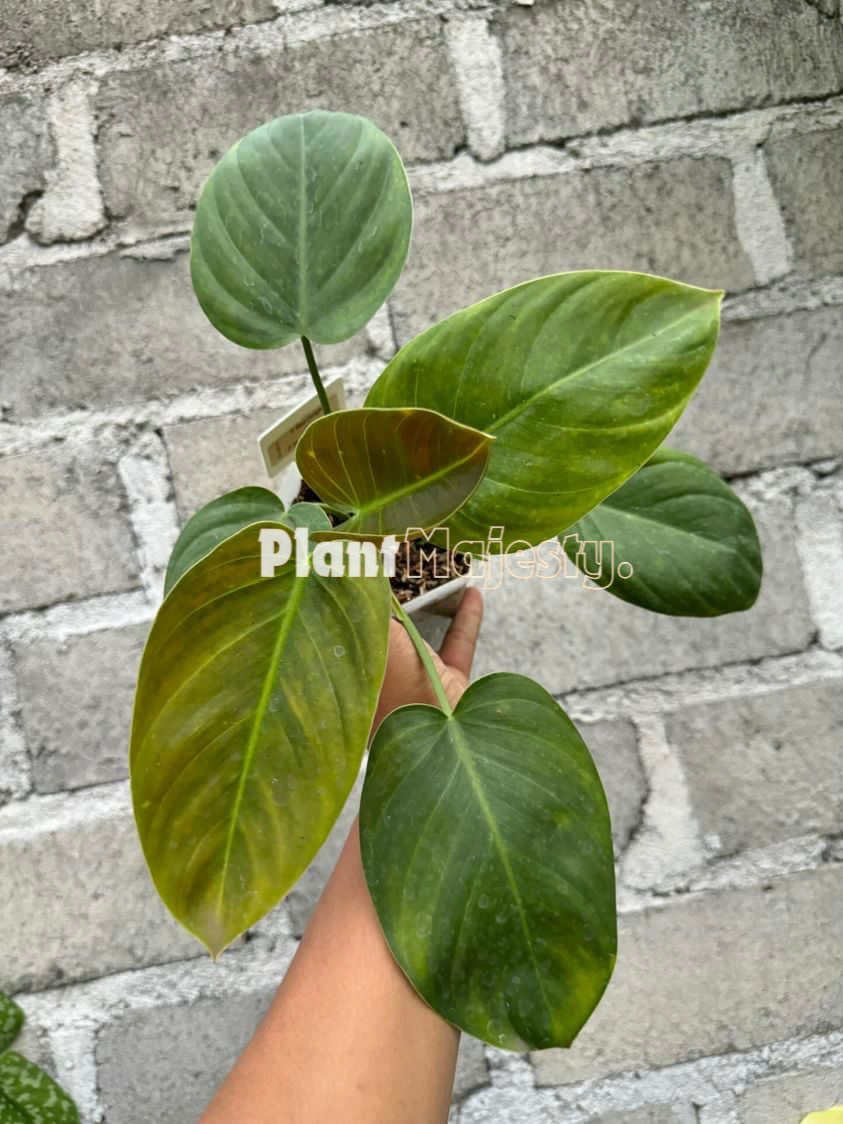 Philodendron Red Congo X Philodendron Melanochrysum