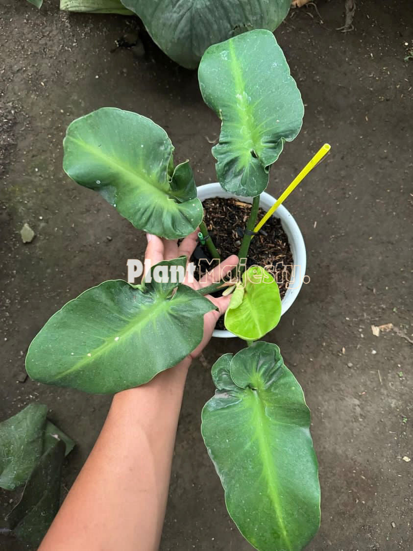 Rugosum Philodendron store Aberrant form