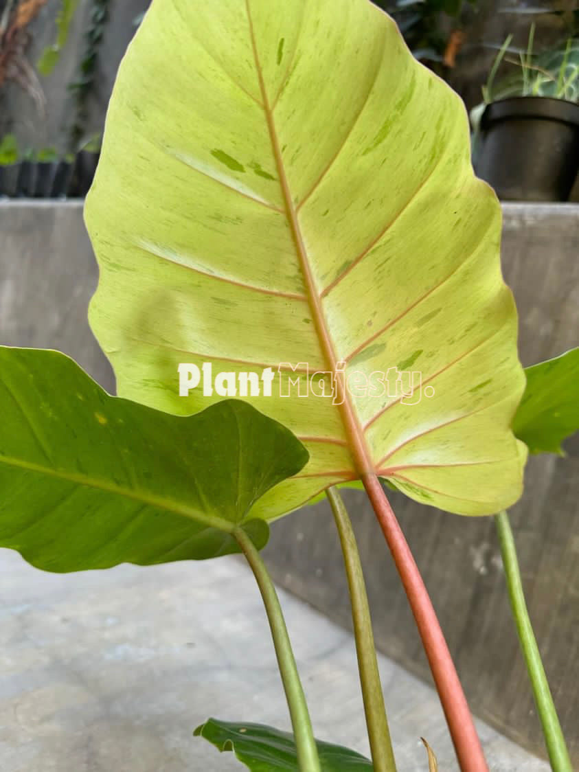 Philodendron Snowdrift