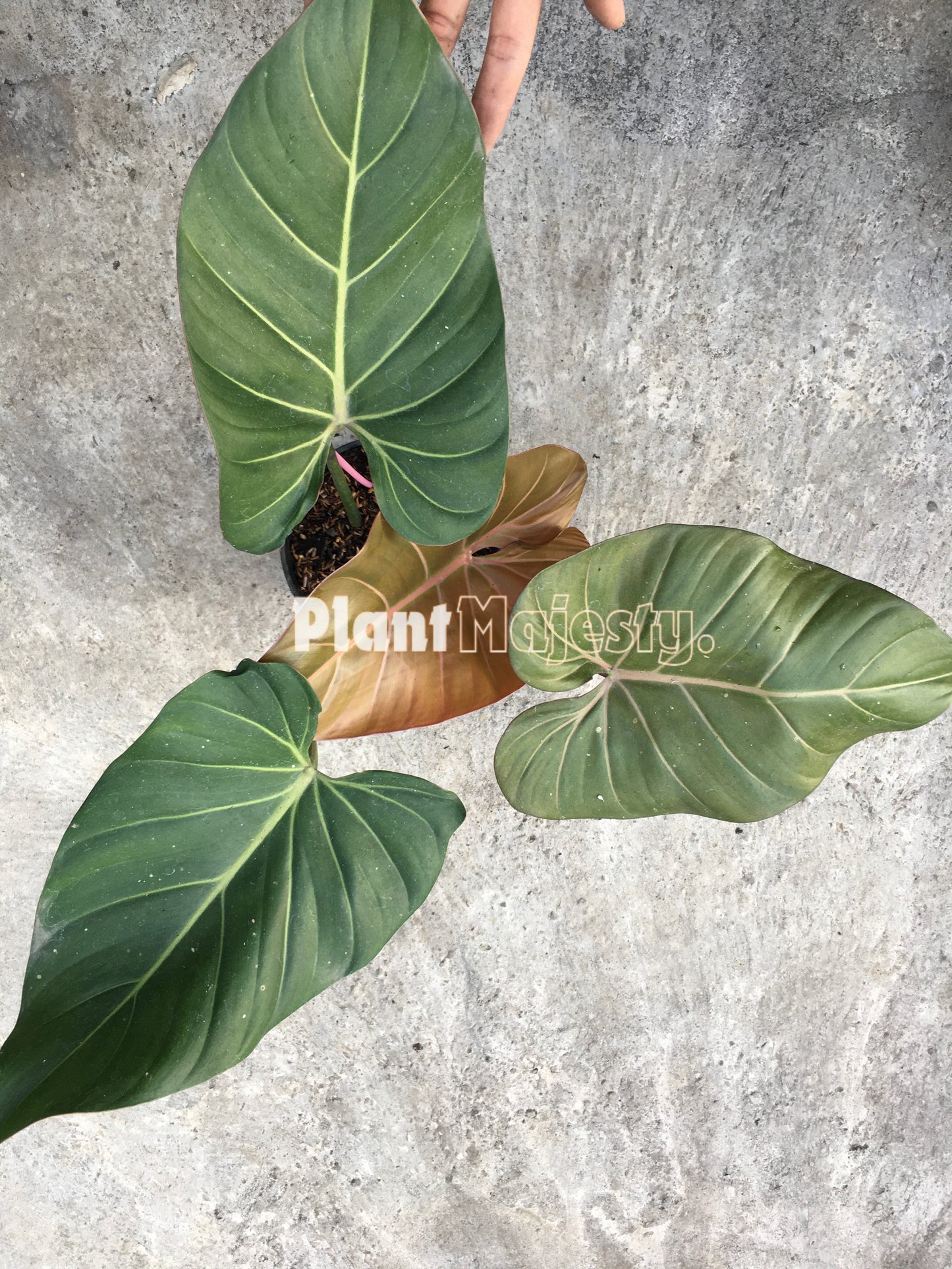 Philodendron Sommerglocke