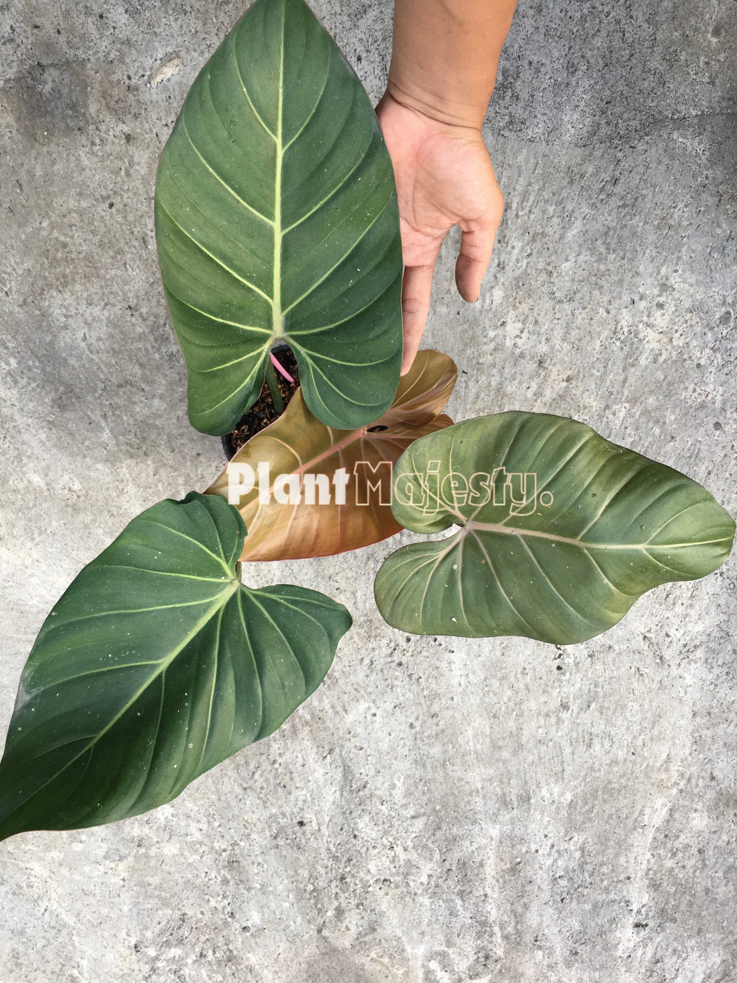 Philodendron Sommerglocke