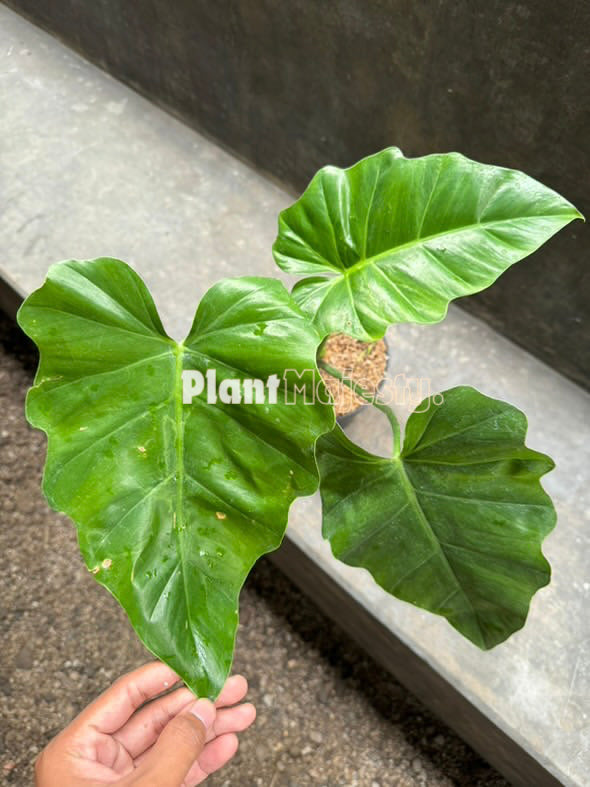 Philodendron Undulatum