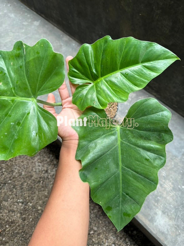 Philodendron Undulatum