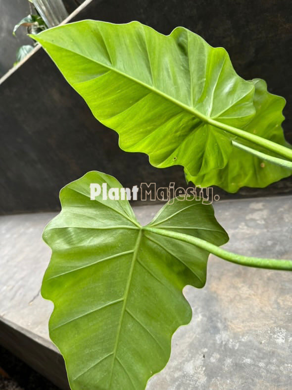 Philodendron Undulatum