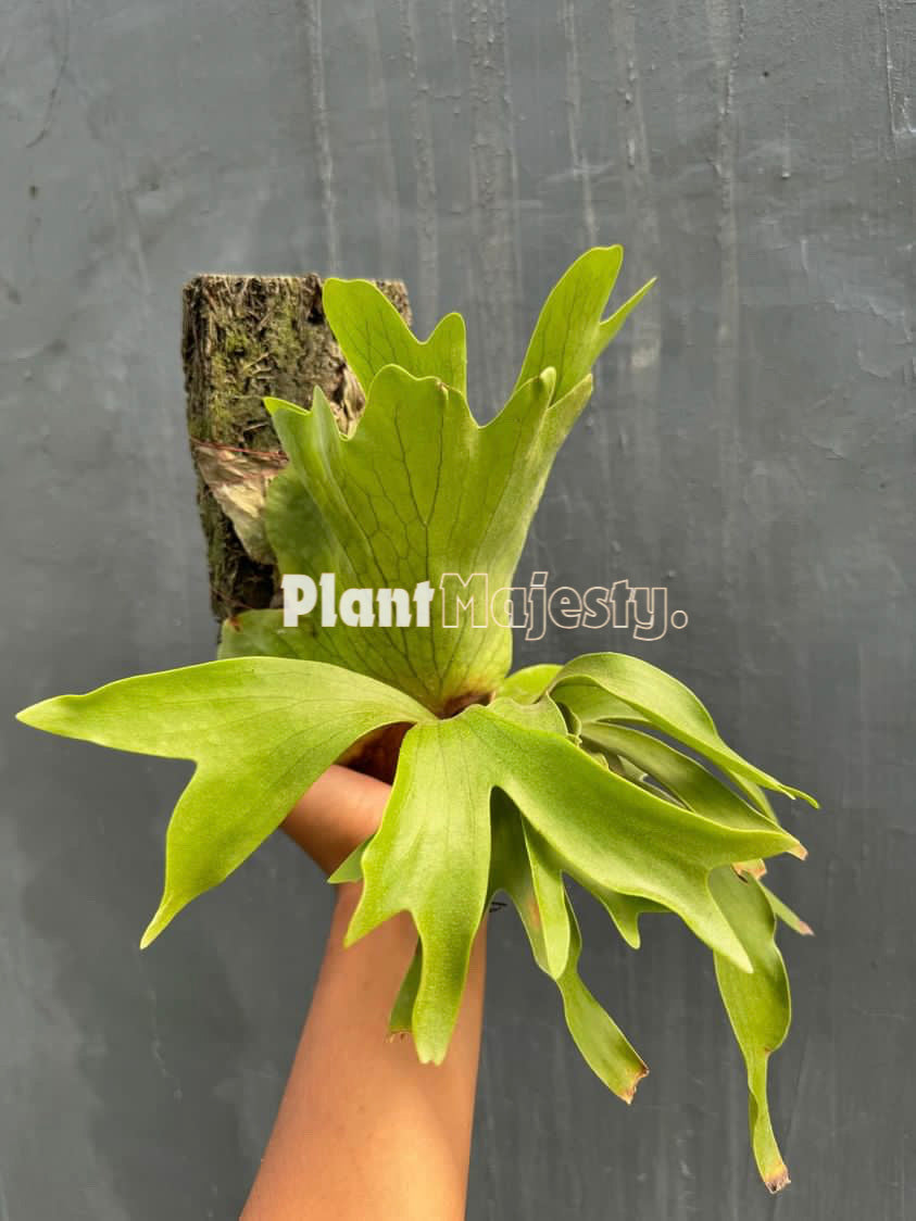 Platycerium coronario