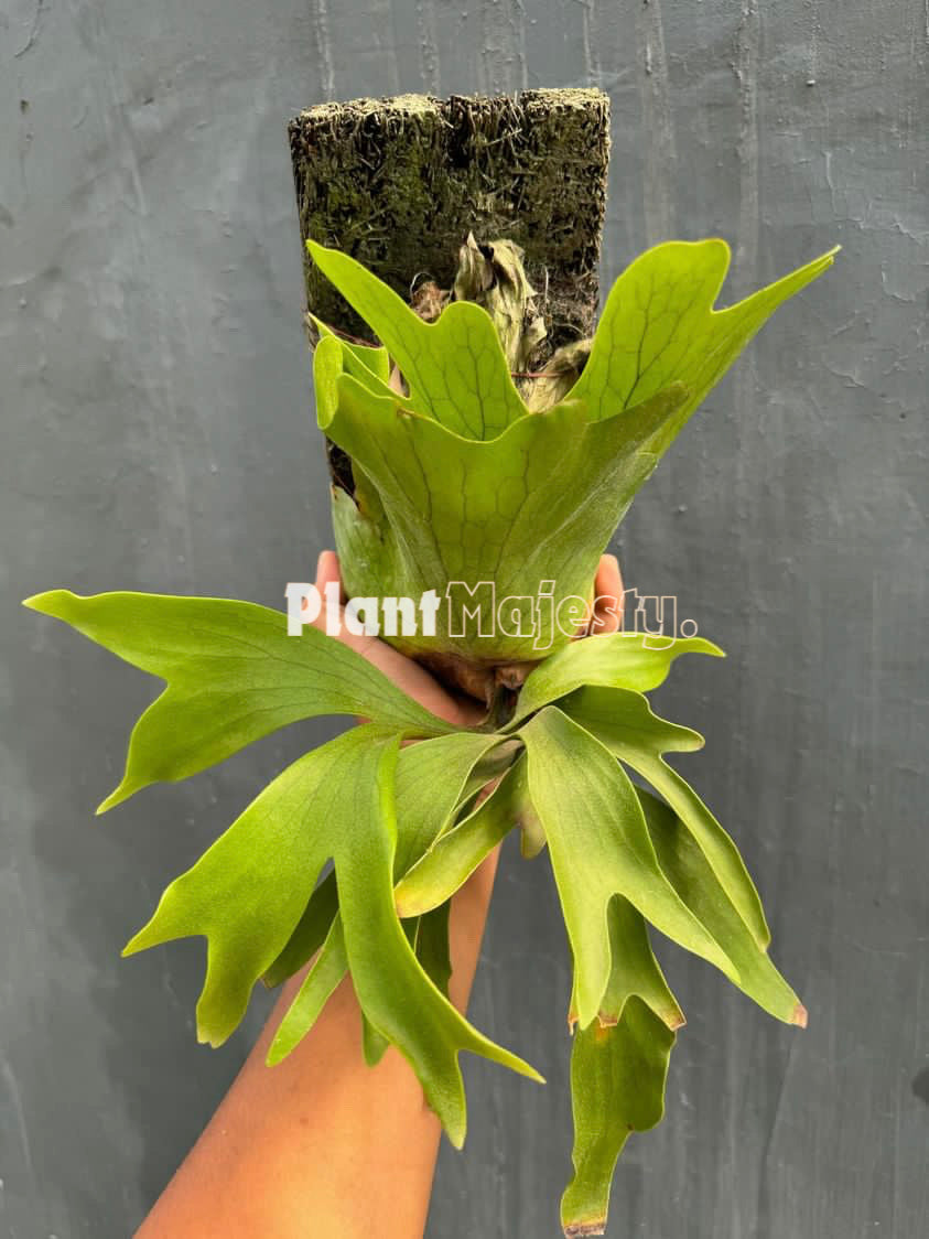 Platycerium coronario