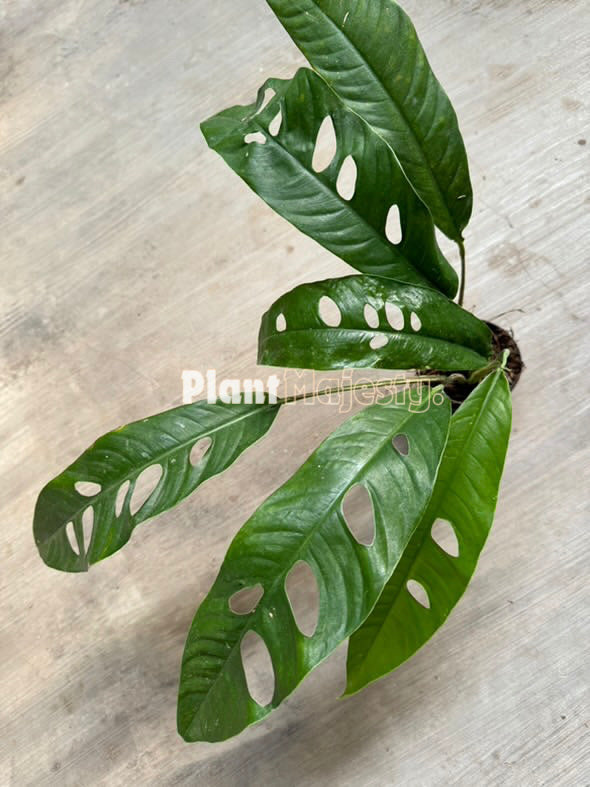 Rhaphidophora Megasperma , live Rhaphidophora Megasperma , live Rhaphidophora Megasperma plants, rare Rhaphidophora Megasperma , rare Rhaphidophora Megasperma live plants, tropical Rhaphidophora Megasperma live plants, wholesale Rhaphidophora Megasperma , outdoor plant, indoor plants, winter plants, summer plants, spring plants, houseplants, rare Rhaphidophora Megasperma live plants, live Rhaphidophora Megasperma rare plants