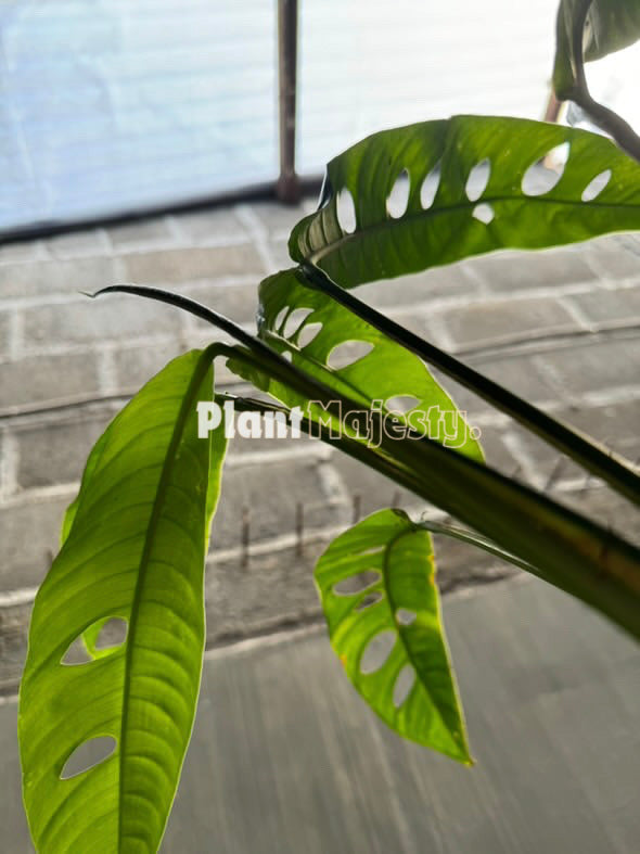 Rhaphidophora Megasperma , live Rhaphidophora Megasperma , live Rhaphidophora Megasperma plants, rare Rhaphidophora Megasperma , rare Rhaphidophora Megasperma live plants, tropical Rhaphidophora Megasperma live plants, wholesale Rhaphidophora Megasperma , outdoor plant, indoor plants, winter plants, summer plants, spring plants, houseplants, rare Rhaphidophora Megasperma live plants, live Rhaphidophora Megasperma rare plants