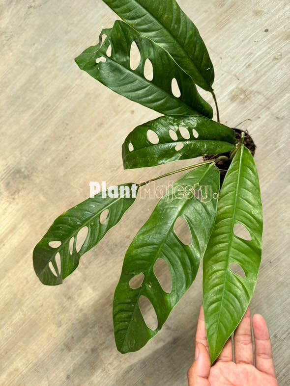 Rhaphidophora Megasperma , live Rhaphidophora Megasperma , live Rhaphidophora Megasperma plants, rare Rhaphidophora Megasperma , rare Rhaphidophora Megasperma live plants, tropical Rhaphidophora Megasperma live plants, wholesale Rhaphidophora Megasperma , outdoor plant, indoor plants, winter plants, summer plants, spring plants, houseplants, rare Rhaphidophora Megasperma live plants, live Rhaphidophora Megasperma rare plants