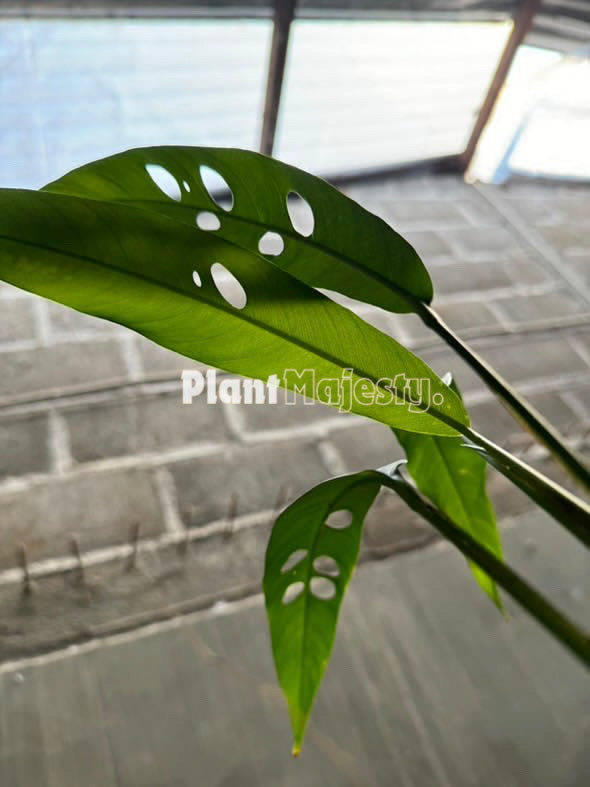Rhaphidophora Versteegii , wholesale Rhaphidophora Versteegii plants, live Rhaphidophora Versteegii plants, live Rhaphidophora Versteegii, rare Rhaphidophora Versteegii, rare plants, tropical plants, house plants, indoor plants, outdoor plants, Rhaphidophora Versteegii live plants, hybrid plants, Rhaphidophora Versteegii plants.