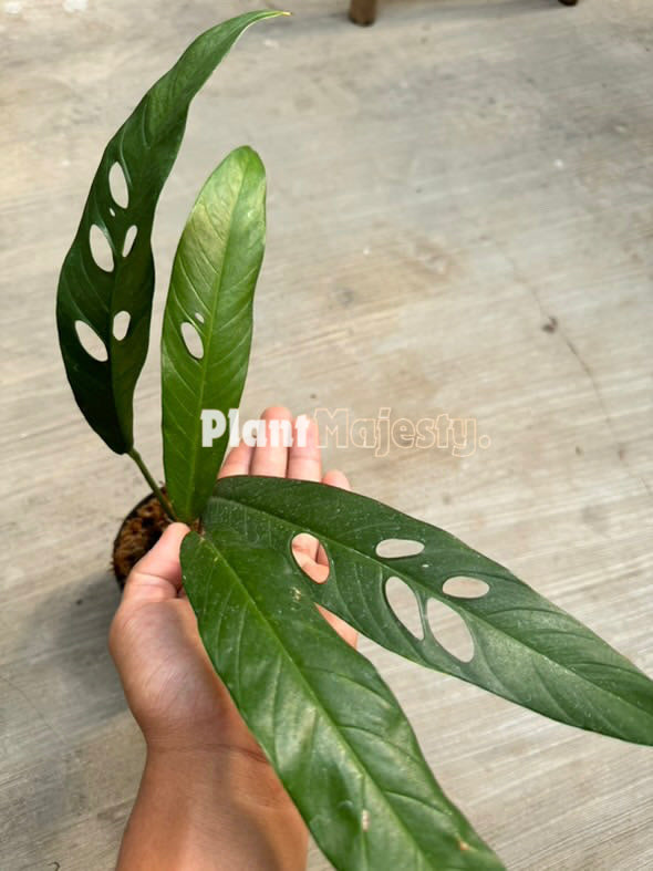Rhaphidophora Versteegii , wholesale Rhaphidophora Versteegii plants, live Rhaphidophora Versteegii plants, live Rhaphidophora Versteegii, rare Rhaphidophora Versteegii, rare plants, tropical plants, house plants, indoor plants, outdoor plants, Rhaphidophora Versteegii live plants, hybrid plants, Rhaphidophora Versteegii plants.