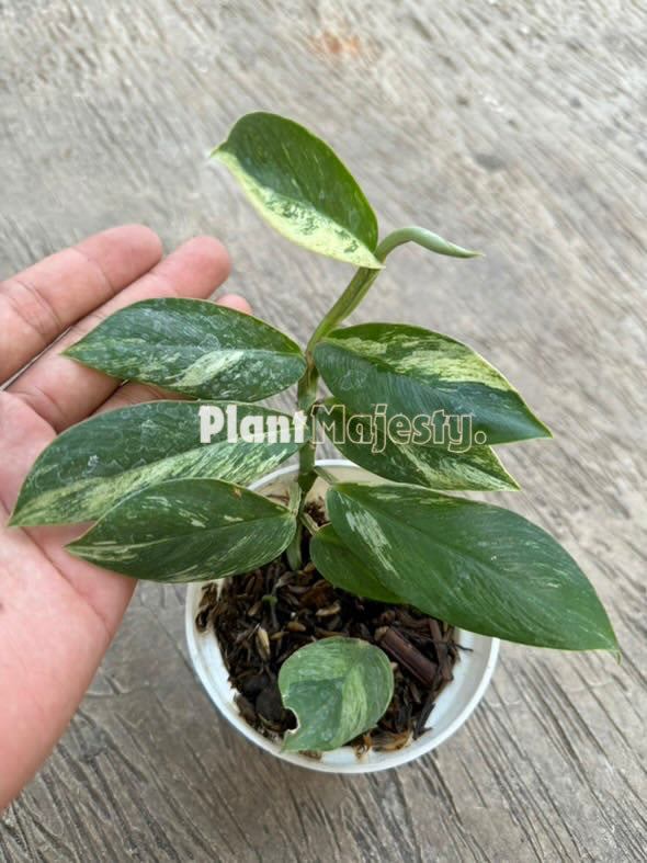 Rhaphidophora Elliptifolia abigarrada