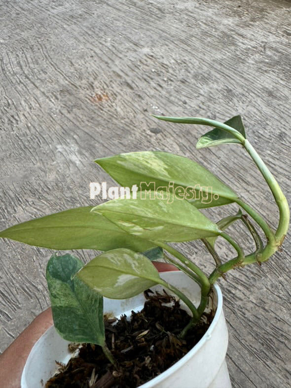 Rhaphidophora Elliptifolia abigarrada