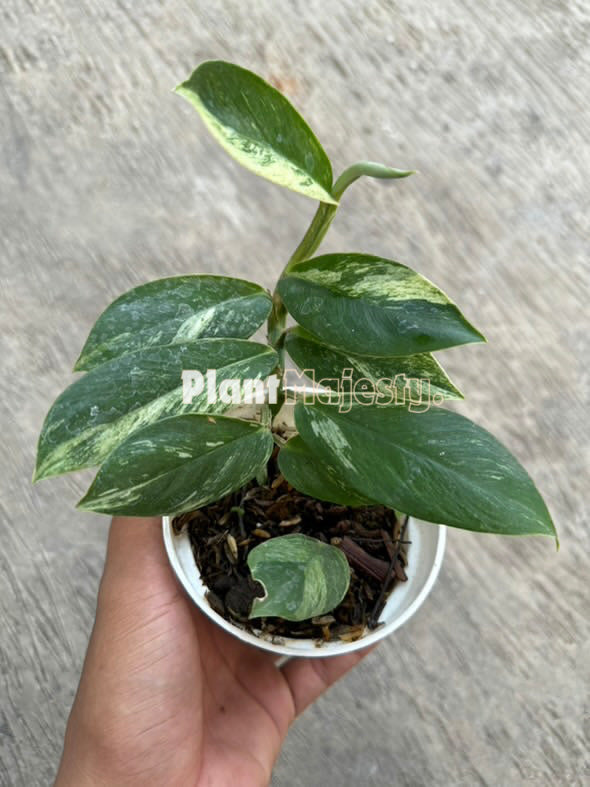 Rhaphidophora Elliptifolia abigarrada