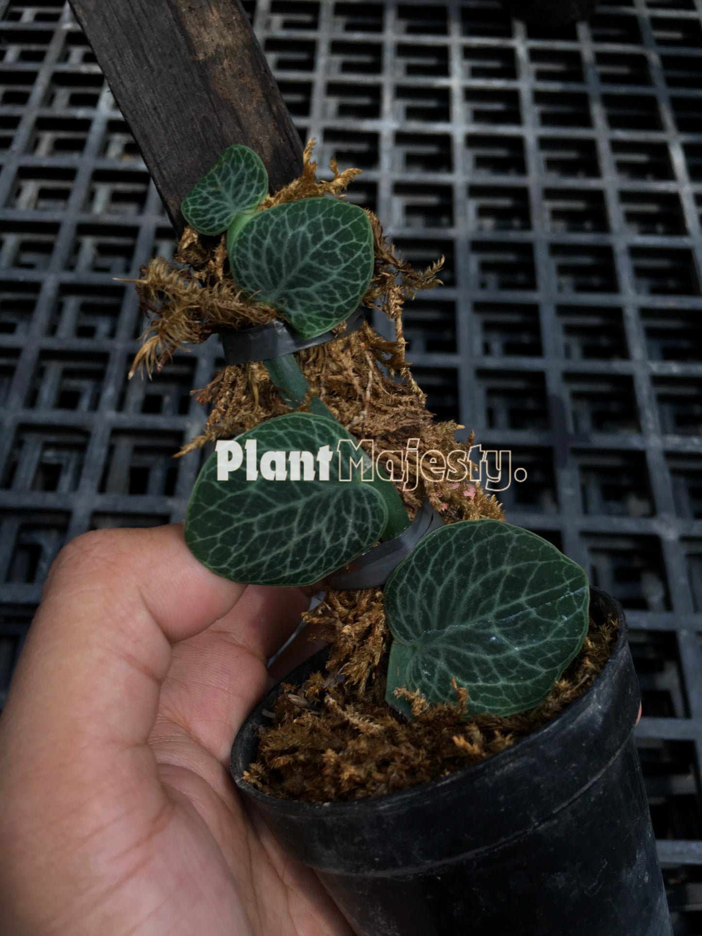 Rhaphidopora Cryptantha