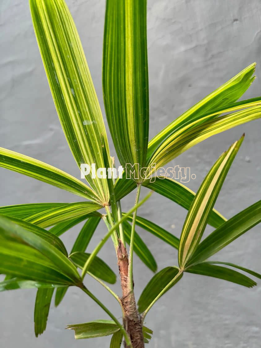 Rhapis Excelsa Variegated
