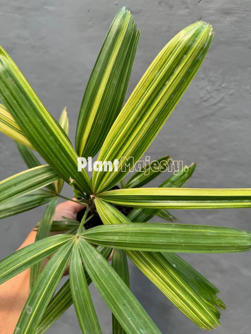 Rhapis Excelsa Variegated