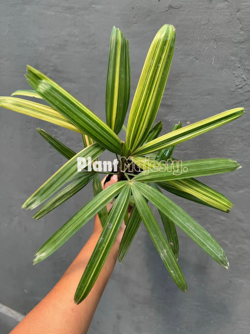 Rhapis Excelsa Variegated