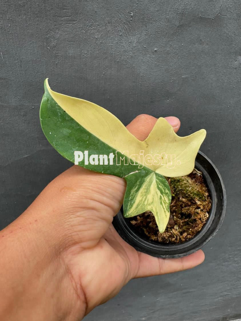Rooted Cutting Philodendron Pedatum Variegated