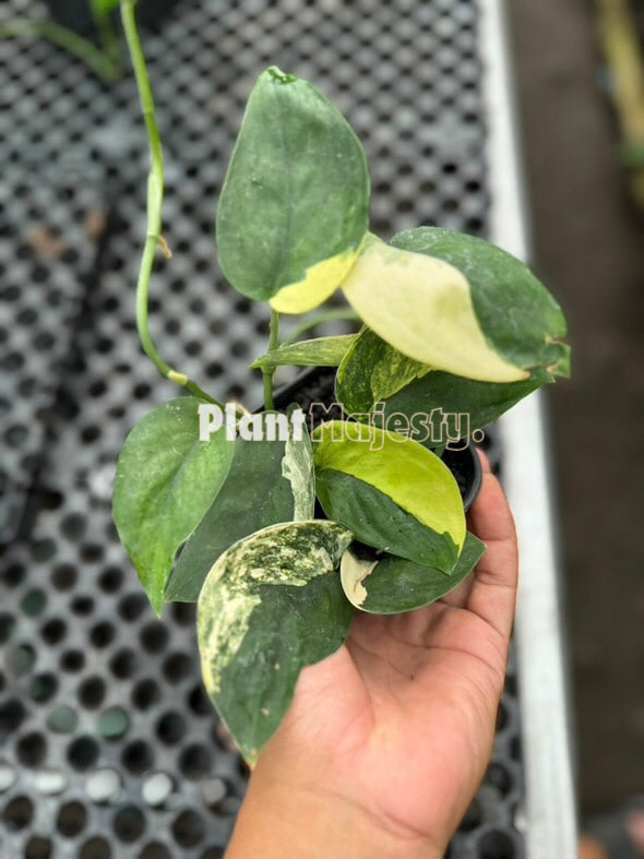 Scindapsus Jade Satin Variegated , live Scindapsus Jade Satin Variegated , live Scindapsus Jade Satin Variegated plants, rare Scindapsus Jade Satin Variegated , rare Scindapsus Jade Satin Variegated live plants, tropical Scindapsus Jade Satin Variegated live plants, wholesale Scindapsus Jade Satin Variegated , outdoor plant, indoor plants, winter plants, summer plants, spring plants, houseplants, rare Scindapsus Jade Satin Variegated live plants, live Scindapsus Jade Satin Variegated rare plants