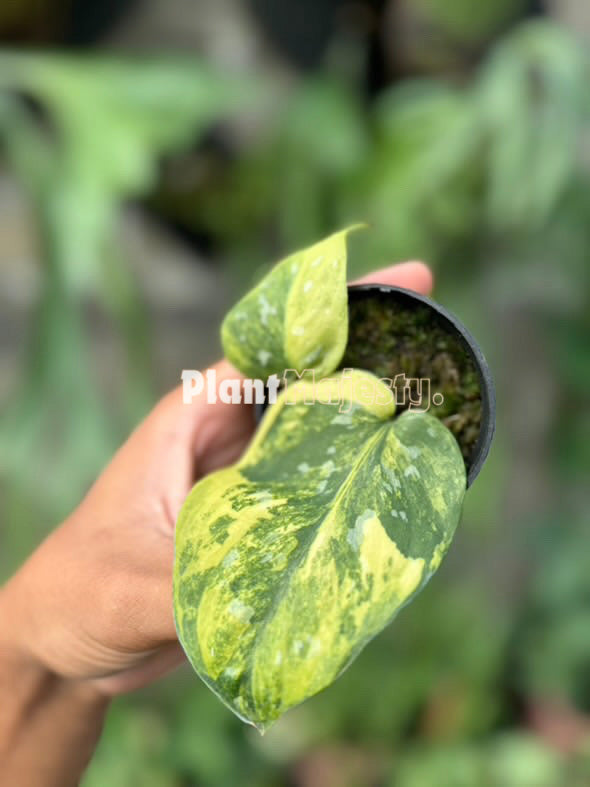 Scindapsus Sentarum Variegated