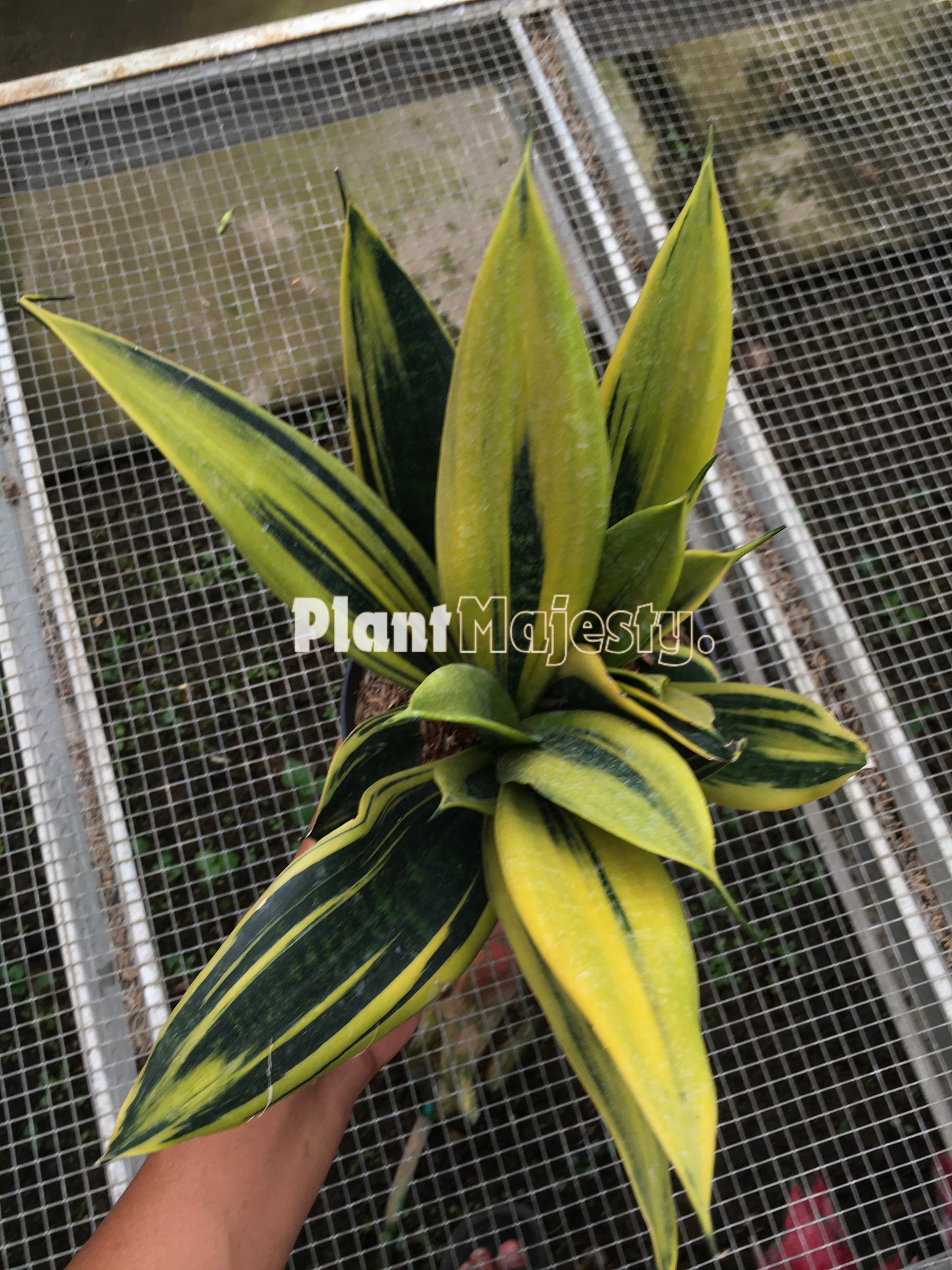 Sensiviera Gold Flame