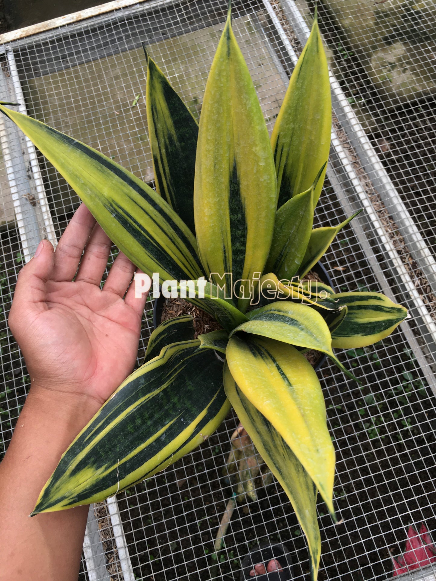 Sensiviera Gold Flame