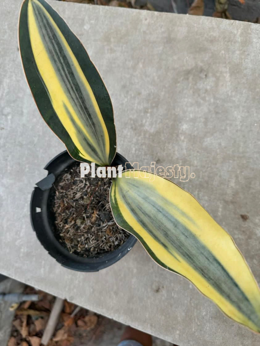 Sensiviera Masoniana Variegated