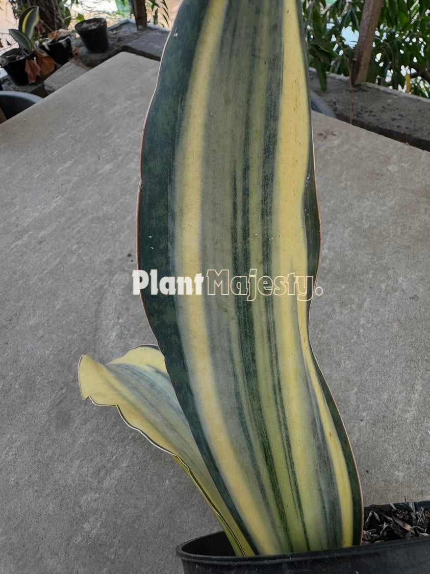 Sensiviera Masoniana Variegated