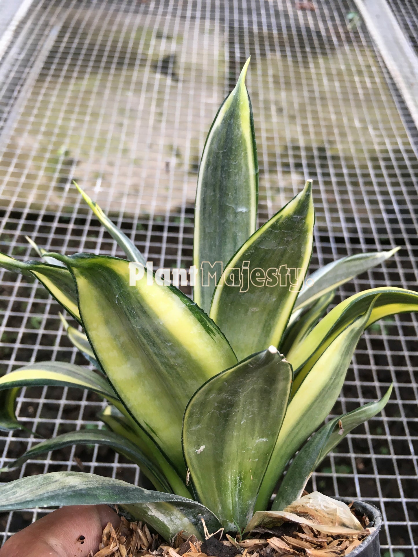 Sensiviera Trifasciata