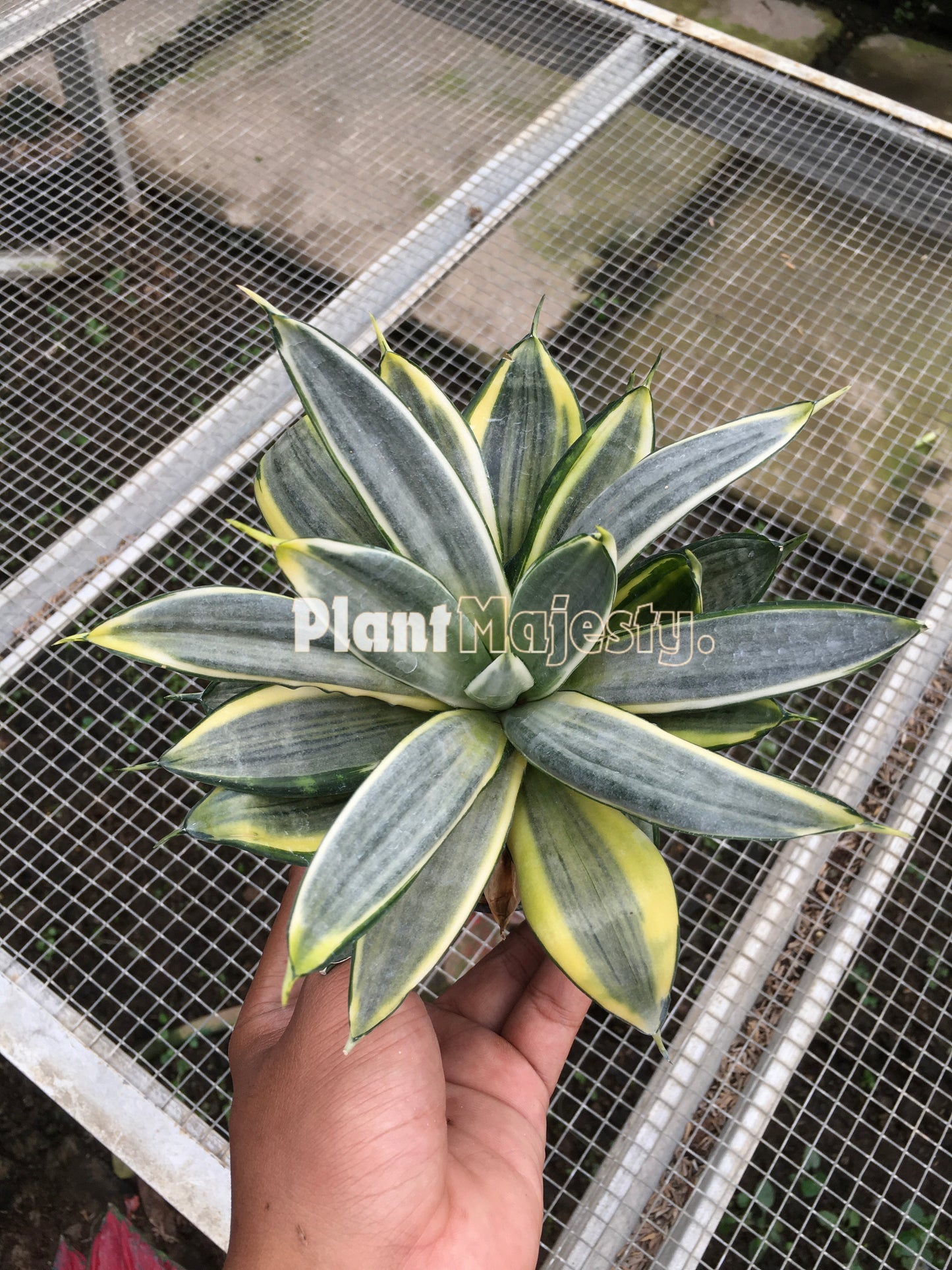 Sensiviera Trifasciata