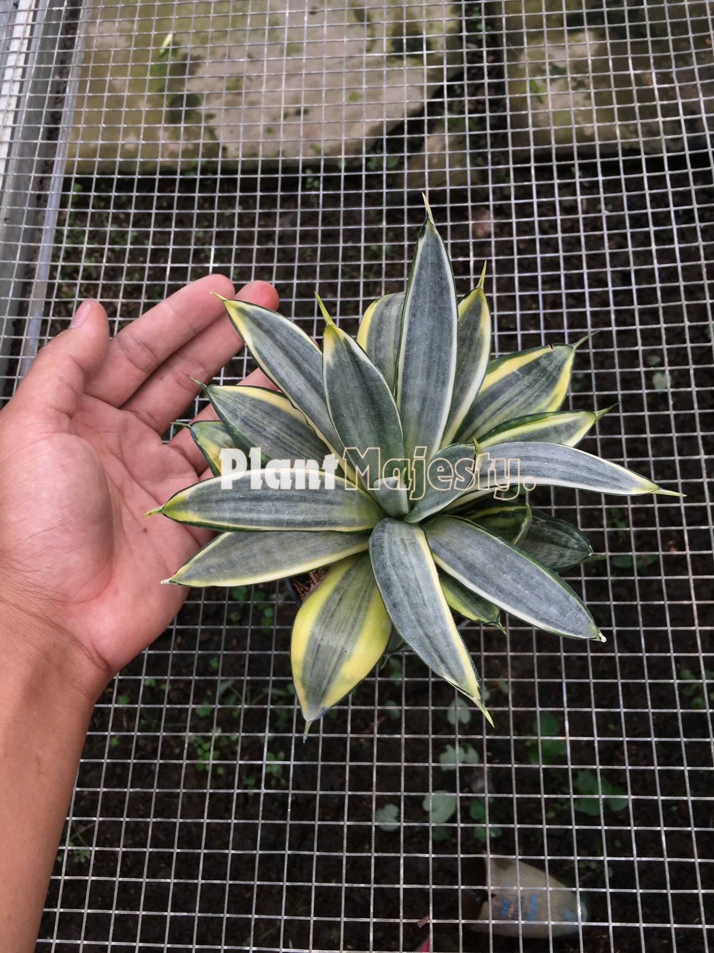 Sensiviera Trifasciata