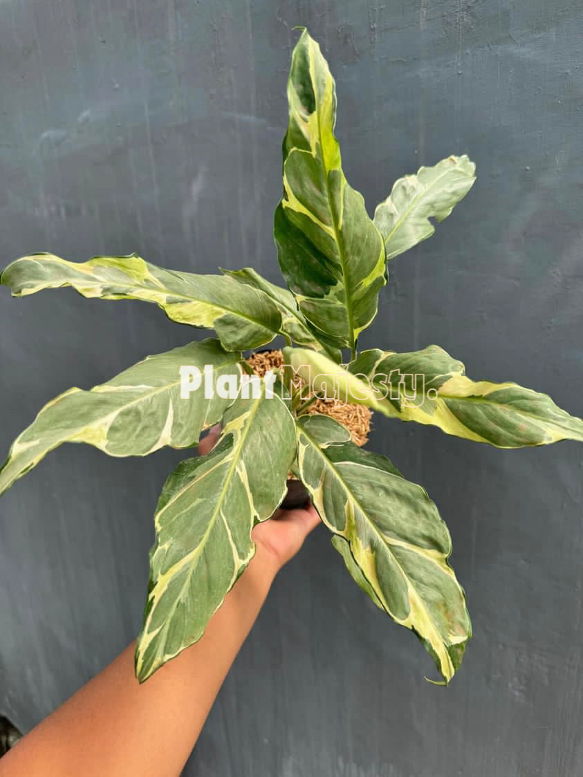 Spathiphyllum Delhi Yellow