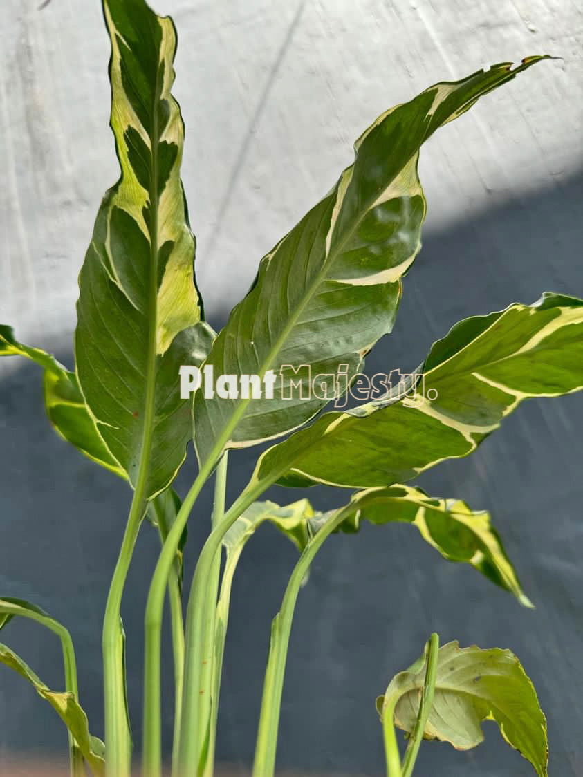 Spathiphyllum Delhi Yellow