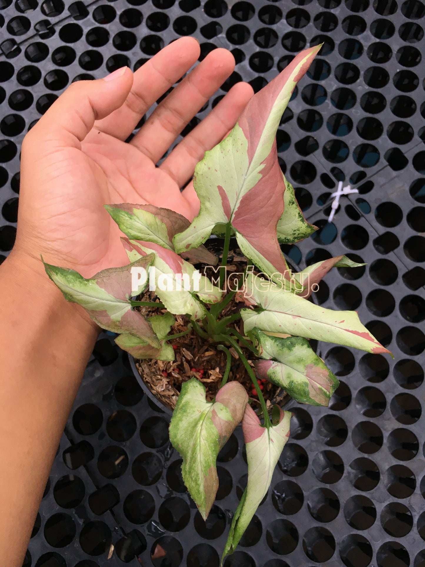 Syngonium Orm Nagpum Pink Salmon