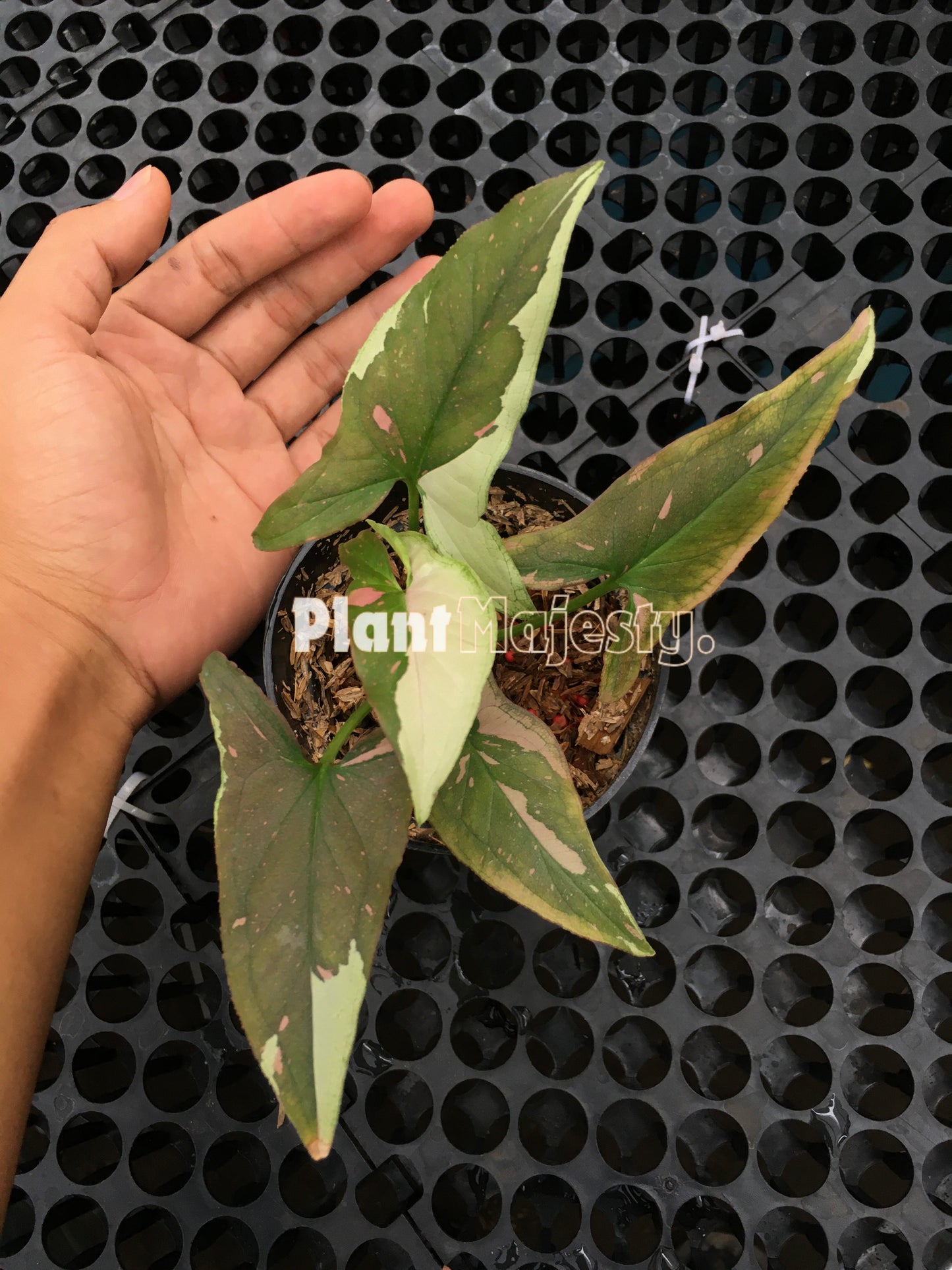 Syngonium Red Spot Tricolor Chocolate