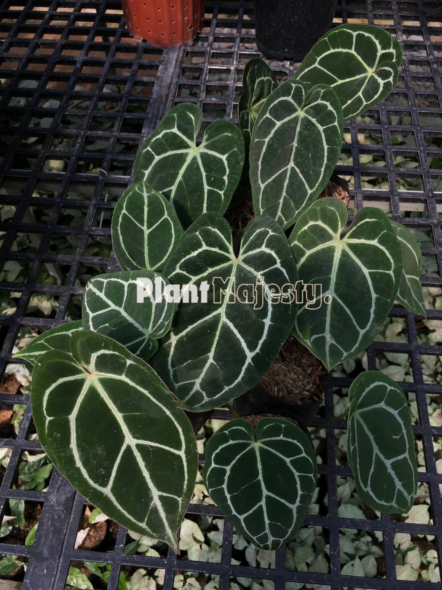Wholesale 10x Anthurium Crystalinum
