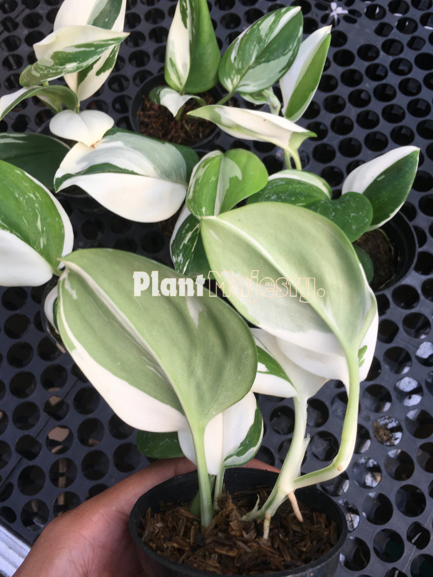Wholesale 10x Scindapsus Treubii Albo Variegated