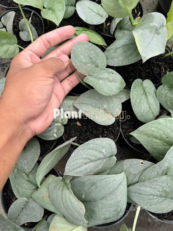 Wholesale 10x Scindapsus Silver Platinum