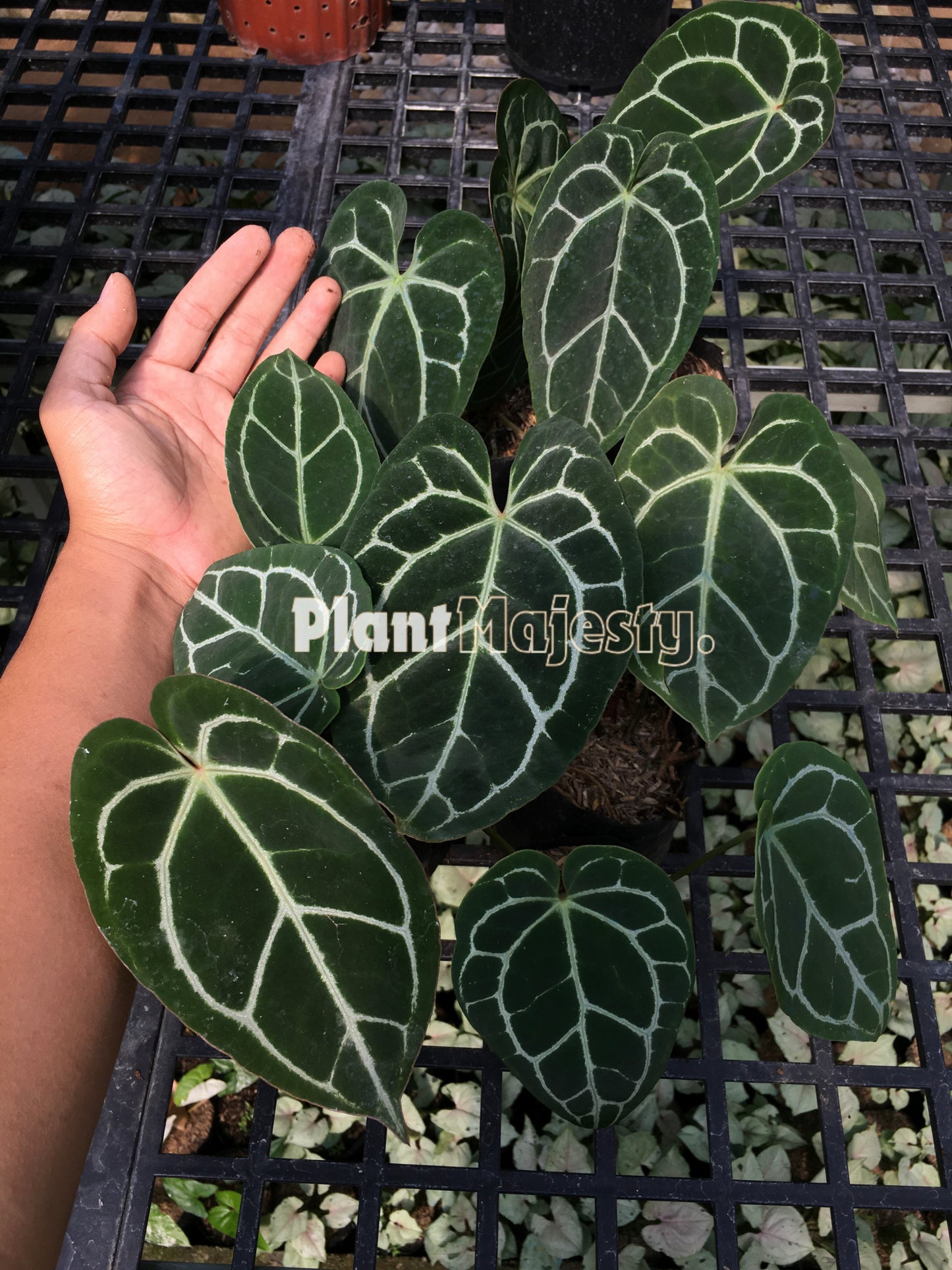 Wholesale 5x Anthurium Crystalinum