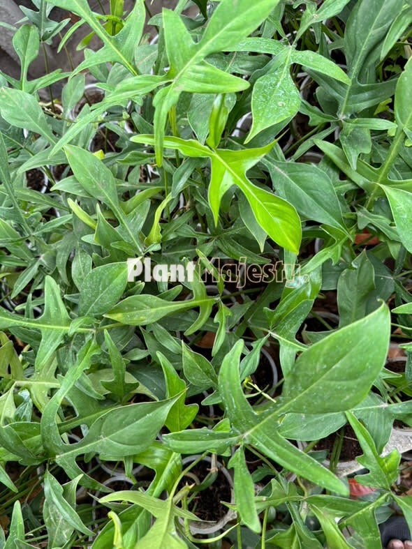 Wholesale 5x Philodendron Pedatum