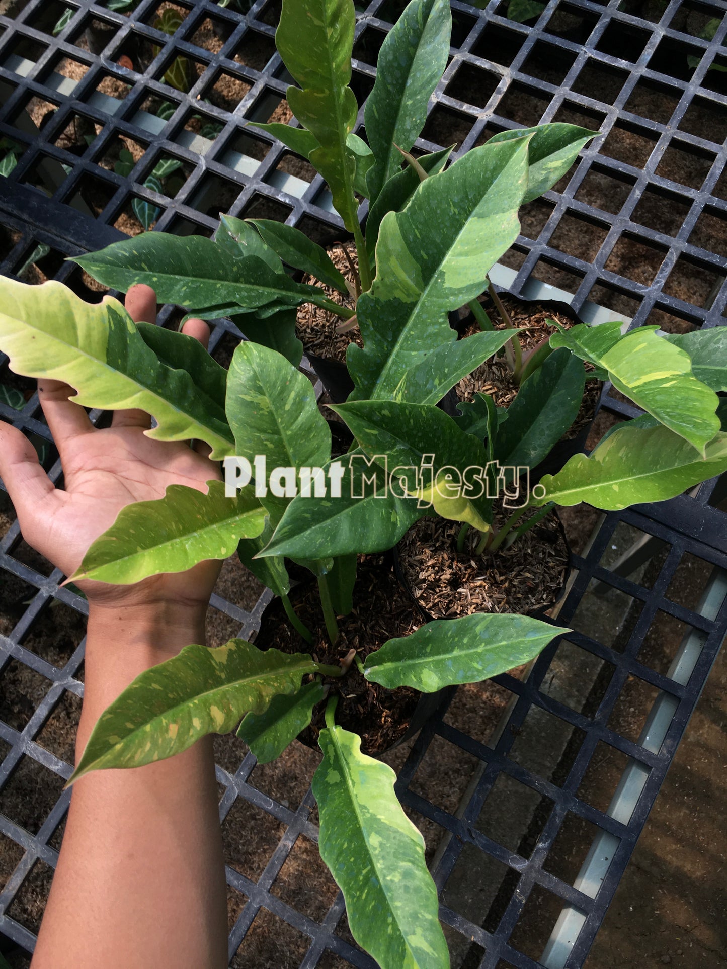Wholesale 5x Philodendron Ring Of Fire