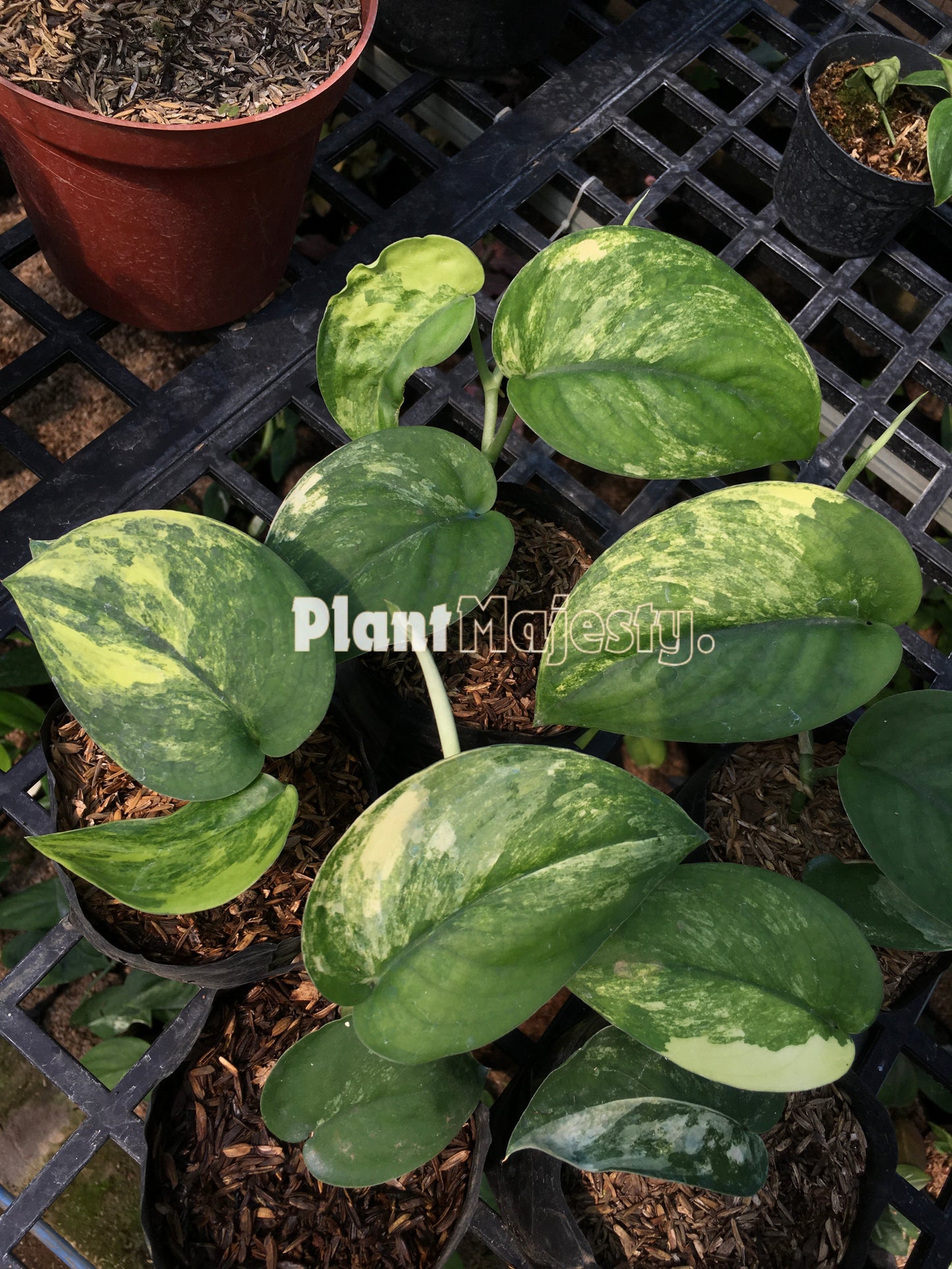 Wholesale 5x Scindapsus Jade Satin Variegated