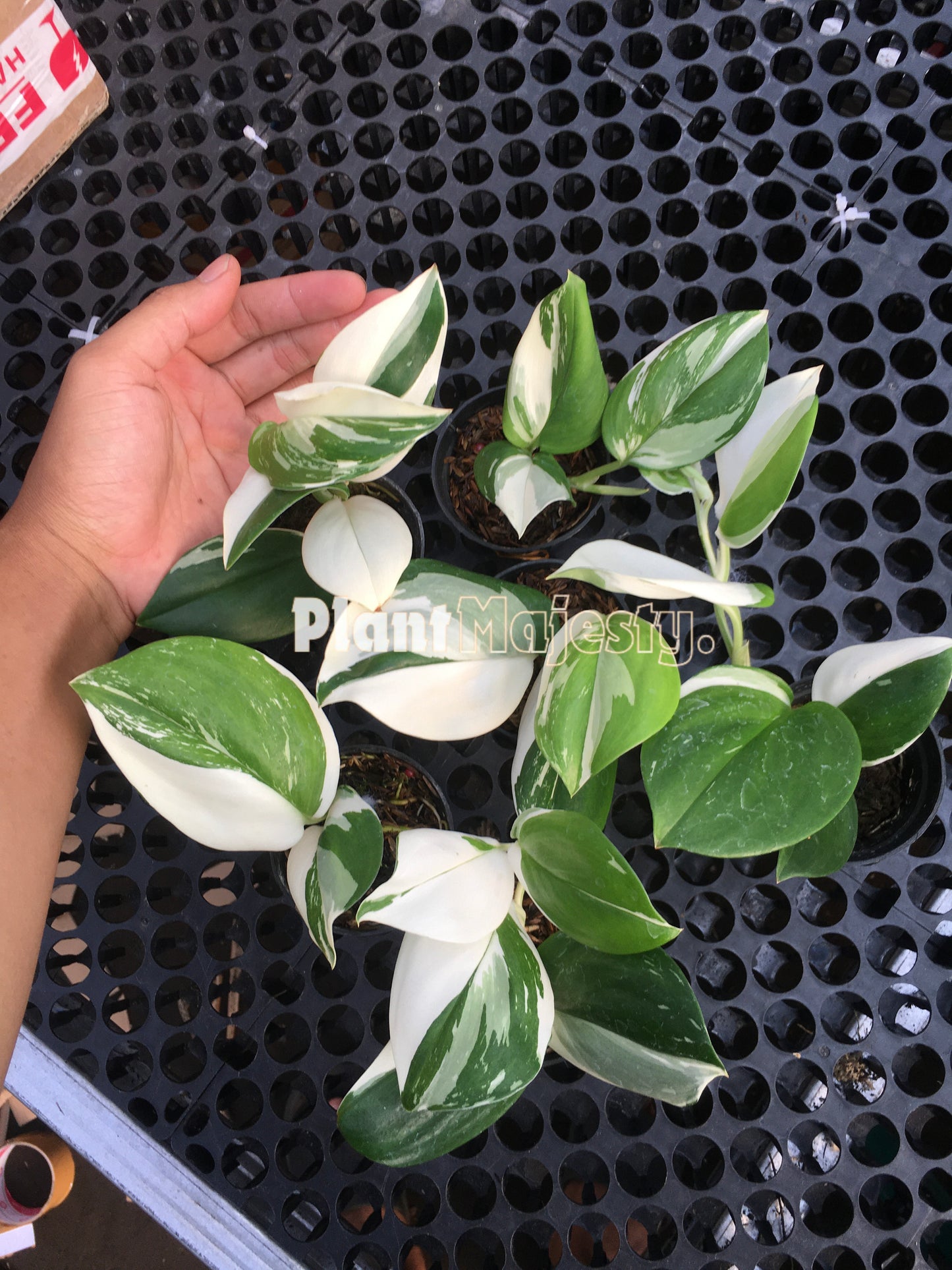 Wholesale 5x Scindapsus Treubi Albo Variegated
