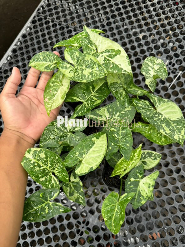 Venta al por mayor 5x Syngonium Panda Galaxy