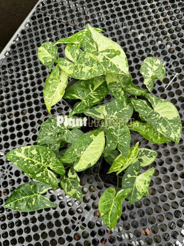 Venta al por mayor 5x Syngonium Panda Galaxy